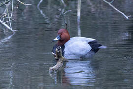 Common Pochard