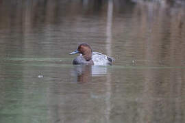 Common Pochard