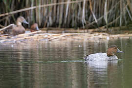 Common Pochard