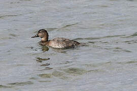 Common Pochard