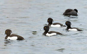 Tufted Duck