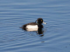 Tufted Duck