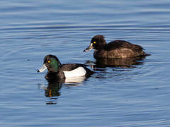 Tufted Duck