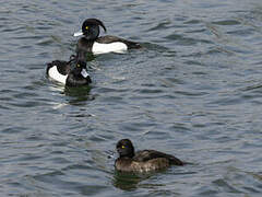 Tufted Duck