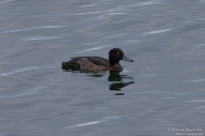 Tufted Duck female adult post breeding