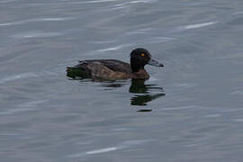 Tufted Duck