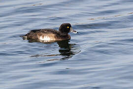 Tufted Duck