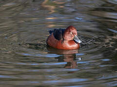 Ferruginous Duck