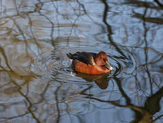 Ferruginous Duck