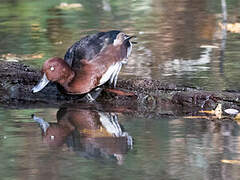 Ferruginous Duck