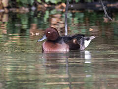 Ferruginous Duck