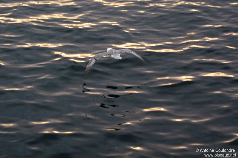 Northern Fulmaradult, Flight