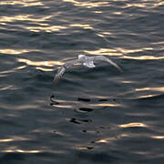 Northern Fulmar