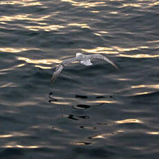 Fulmar boréal