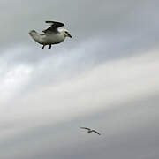 Northern Fulmar