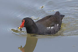 Gallinule poule-d'eau