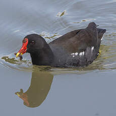 Gallinule poule-d'eau