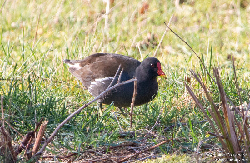 Gallinule poule-d'eauadulte