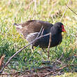 Gallinule poule-d'eau