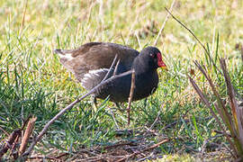 Gallinule poule-d'eau