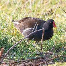 Gallinule poule-d'eau