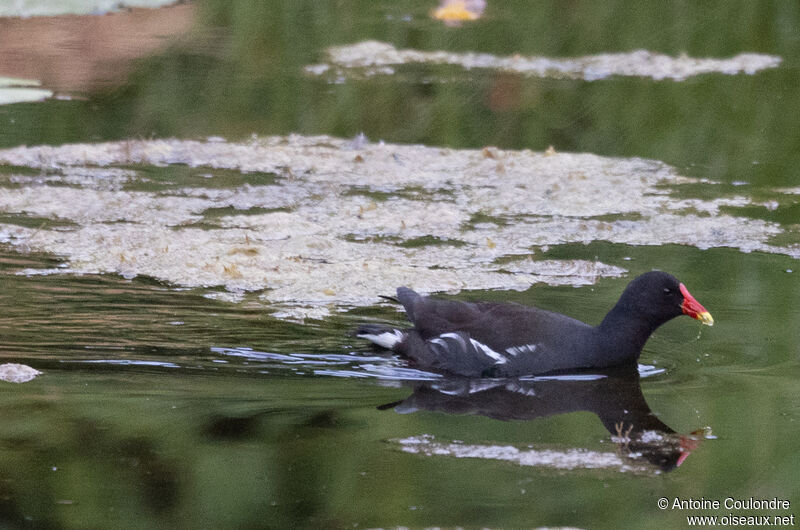 Gallinule poule-d'eauadulte