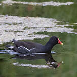 Gallinule poule-d'eau