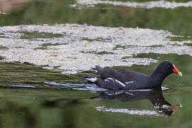 Common Moorhen