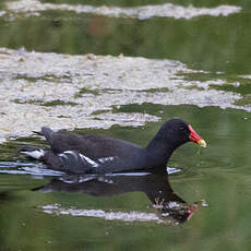 Gallinule poule-d'eau