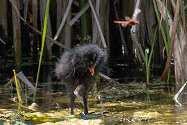 Gallinule poule-d'eau