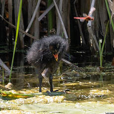 Gallinule poule-d'eau