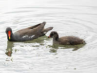 Gallinule poule-d'eau