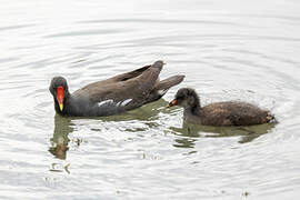 Common Moorhen