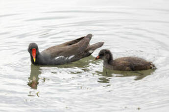 Gallinule poule-d'eau