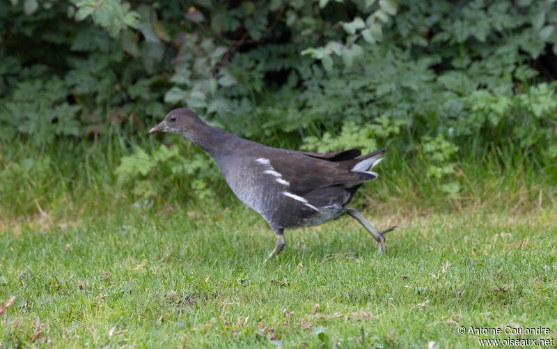 Gallinule poule-d'eauimmature