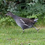 Gallinule poule-d'eau