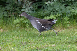 Gallinule poule-d'eau