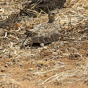 Black-faced Sandgrouse