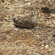 Black-faced Sandgrouse