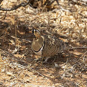 Black-faced Sandgrouse