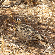 Black-faced Sandgrouse