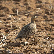 Chestnut-bellied Sandgrouse