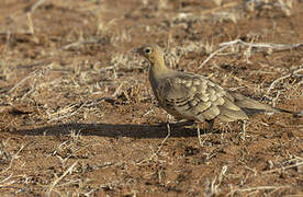 Chestnut-bellied Sandgrouse