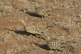 Chestnut-bellied Sandgrouse