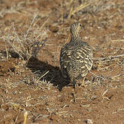 Chestnut-bellied Sandgrouse