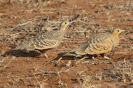 Chestnut-bellied Sandgrouse