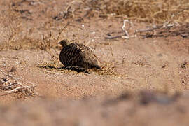 Namaqua Sandgrouse