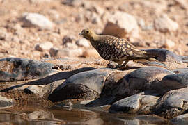 Namaqua Sandgrouse