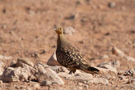 Namaqua Sandgrouse