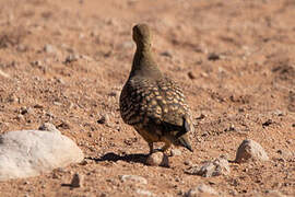 Namaqua Sandgrouse